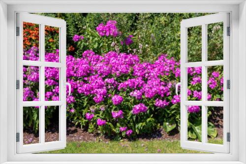 Fototapeta Naklejka Na Ścianę Okno 3D - Gardening. Violet Phloxes flowers Polemoniaceaein the garden