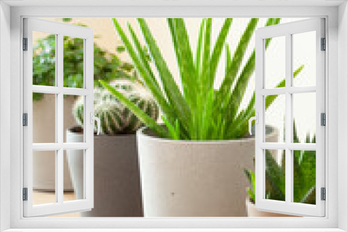 Fototapeta Naklejka Na Ścianę Okno 3D - green houseplants cactus succulent aloe vera, gasteria duval, pilea depressa, parodia warasii