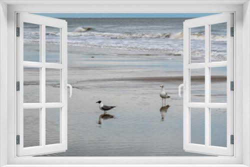 Fototapeta Naklejka Na Ścianę Okno 3D - Shorebirds/Seagulls on a sandbar, Atlantic Ocean, South Carolina Coast, clouds in a blue sky