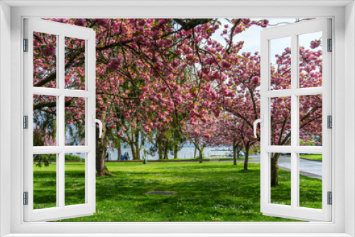 Fototapeta Naklejka Na Ścianę Okno 3D - Seattle Roadside Blossoms 9