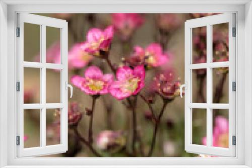 Fototapeta Naklejka Na Ścianę Okno 3D - Kleine Blüten Blume pink rot gelb fröhlich frisch Bokeh Hintergrundunschärfe Garten Natur