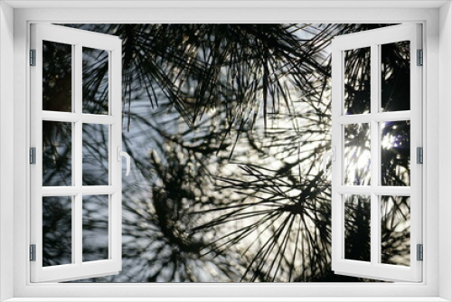 Fototapeta Naklejka Na Ścianę Okno 3D - Needles on pine branches. Shot from bottom to top in bright light.