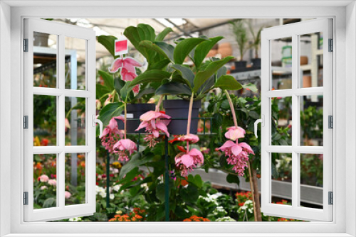 Fototapeta Naklejka Na Ścianę Okno 3D - Medinilla Magnifica Rose Grape tropical flower shrub