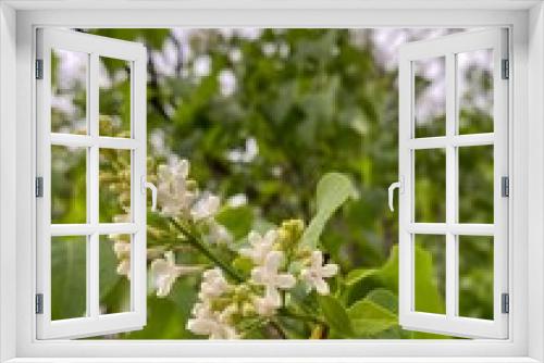 Fototapeta Naklejka Na Ścianę Okno 3D - blooming tree