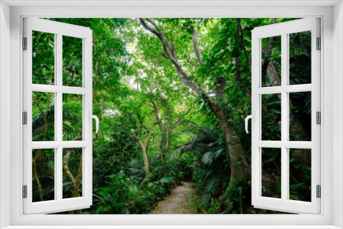 Fototapeta Naklejka Na Ścianę Okno 3D - ジャングルの道