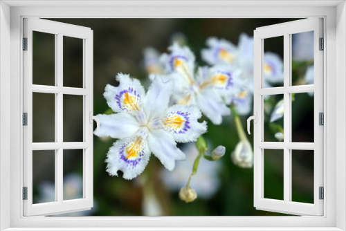 Fototapeta Naklejka Na Ścianę Okno 3D - Iris japonica シャガ コチョウカ ニンギョウグサ オカダチカッコ