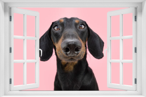Fototapeta Naklejka Na Ścianę Okno 3D - Portrait attentive dachshund puppy dog looking at camera. Isolated on pink coral background
