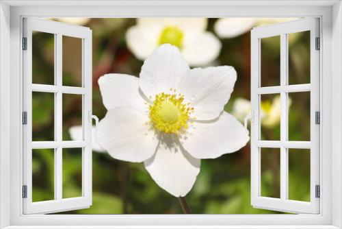 Fototapeta Naklejka Na Ścianę Okno 3D - white anemone flower