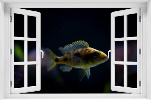Fototapeta Naklejka Na Ścianę Okno 3D - Cichlid colorful fish in aquarium