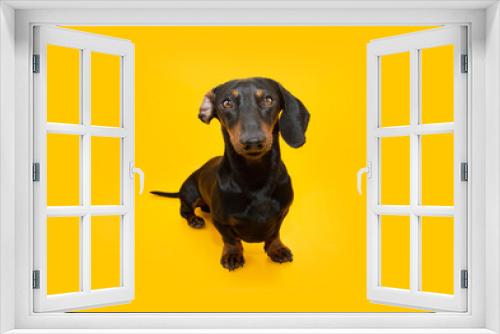 Fototapeta Naklejka Na Ścianę Okno 3D - Portrait dachshund puppy dog with funny expression face. Isolated on yellow background