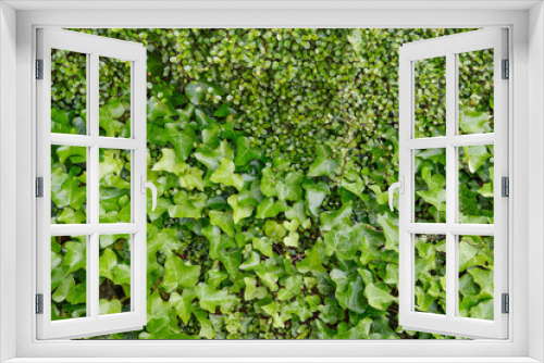 Fototapeta Naklejka Na Ścianę Okno 3D - 新緑の植物