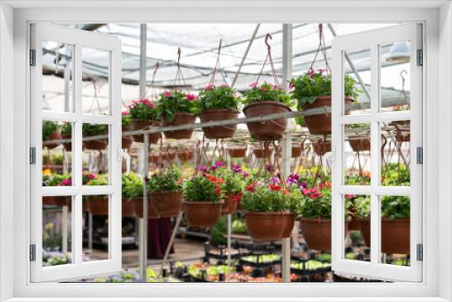 Fototapeta Naklejka Na Ścianę Okno 3D - growing in greenhouse. Fresh blooming flowers in pots in modern glasshouse with natural light. Botanical industry business, gardening, organic farming, plants cultivation concept