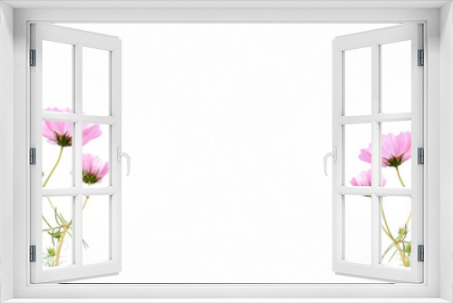 Fototapeta Naklejka Na Ścianę Okno 3D - Isolated pink cosmos flower on white background.