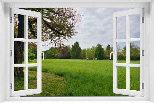 Fototapeta Naklejka Na Ścianę Okno 3D - Gras, Halme, Wiese mit Baum und Wolkenhimmel, Park Palmengarten, Leipzig, Deutschland