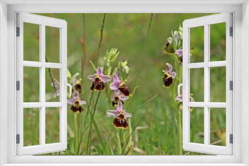 Fototapeta Naklejka Na Ścianę Okno 3D - Hummel-Ragwurz (Ophrys holoserica)