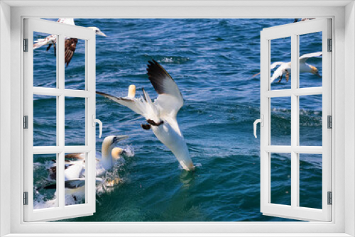 Fototapeta Naklejka Na Ścianę Okno 3D - Northern gannet is diving into the water. North Sea, UK