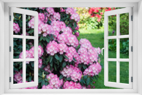 Fototapeta Naklejka Na Ścianę Okno 3D - CLoseup of pink rhododendrons blossom in a public garden
