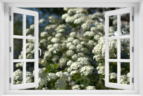 Fototapeta Naklejka Na Ścianę Okno 3D - A scattering of white flowers. Spirea Vangutta or meadowsweet. The concept of holiday, spring, love, peace. Card. Background.