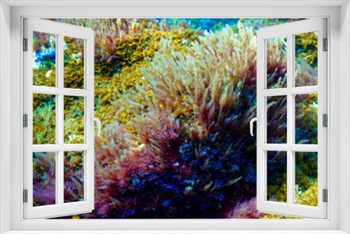 Fototapeta Naklejka Na Ścianę Okno 3D - Underwater photo of beautiful and colorful Algea and plants.