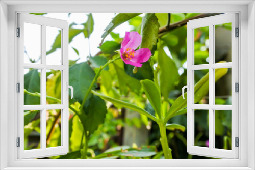 Fototapeta Naklejka Na Ścianę Okno 3D - Ginseng plant pink flower blooming