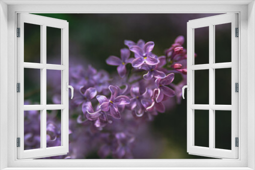 Fototapeta Naklejka Na Ścianę Okno 3D - Spring branch of blooming lilac. Beautiful lilac flowers with selective focus. Blooming lilac. Purple lilac flower with blurred green leaves. A beautiful bunch of lilac