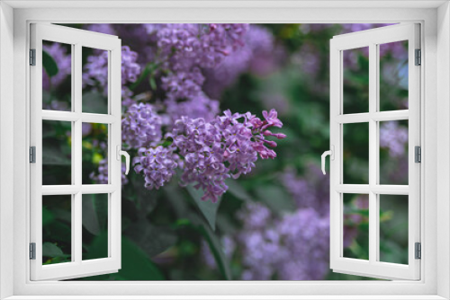 Fototapeta Naklejka Na Ścianę Okno 3D - Spring branch of blooming lilac. Beautiful lilac flowers with selective focus. Blooming lilac. Purple lilac flower with blurred green leaves. A beautiful bunch of lilac