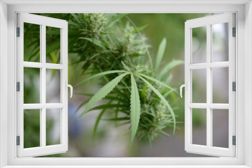 Fototapeta Naklejka Na Ścianę Okno 3D - Cannabis plants grown in commercial gardens are legal for medical purposes.