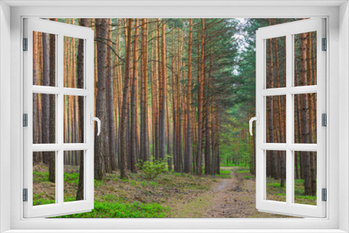 Fototapeta Naklejka Na Ścianę Okno 3D - A beautiful horizontal view in the middle of a pine forest in early spring