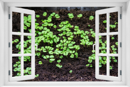 Fototapeta Naklejka Na Ścianę Okno 3D - Many sprouts of seedlings sprouted from fertile soil before planting in pots