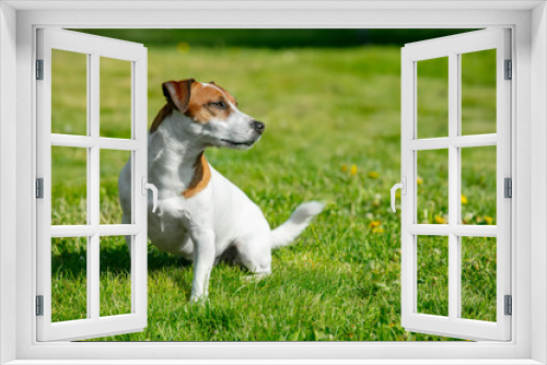 Fototapeta Naklejka Na Ścianę Okno 3D - Middle age jack russell terrier dog sits on green grass