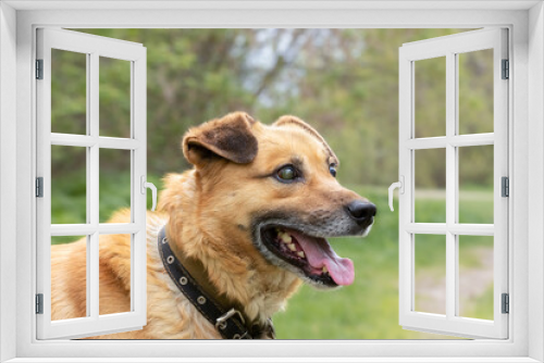 Fototapeta Naklejka Na Ścianę Okno 3D - Blind in two eyes, a young dog in a shelter for homeless animals is waiting for adoption.