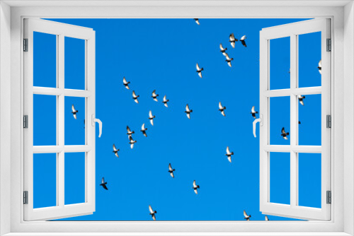 Fototapeta Naklejka Na Ścianę Okno 3D - flock of birds, pigeons flying in bright sunlight against a blue sky background