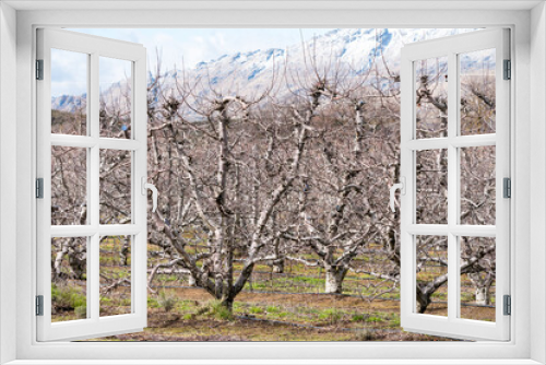 Fototapeta Naklejka Na Ścianę Okno 3D - cherry trees dormant in an orchard in Winter season against a backdrop of mountains with snow on the peaks in Ceres, Western Cape, South Africa