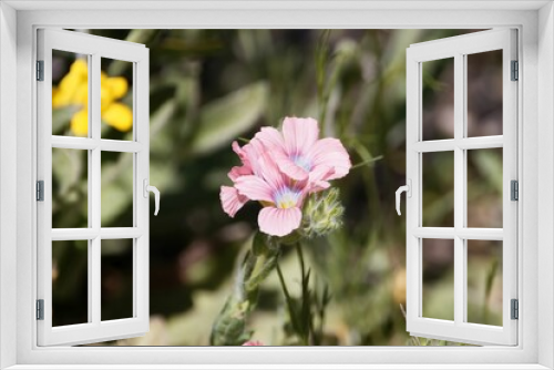 Fototapeta Naklejka Na Ścianę Okno 3D - Hairy pink flax, Linum pubescens