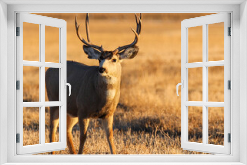 Fototapeta Naklejka Na Ścianę Okno 3D - deer in the wild