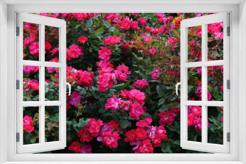 Fototapeta Naklejka Na Ścianę Okno 3D - ピンク色の薔薇の花