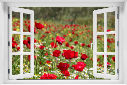Fototapeta Naklejka Na Ścianę Okno 3D - A field of blooming red poppies and white daisies. Wild flowers. Israel