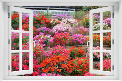 Fototapeta Naklejka Na Ścianę Okno 3D - 鉢植えの花たち