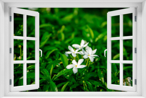 Fototapeta Naklejka Na Ścianę Okno 3D - White jasmine flower on green leaf background