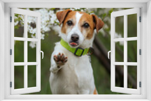 Fototapeta Naklejka Na Ścianę Okno 3D - Jack Russell funny dog with paw