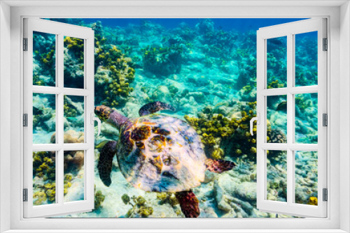 Fototapeta Naklejka Na Ścianę Okno 3D - The magnificent underwater world of the Maldives.