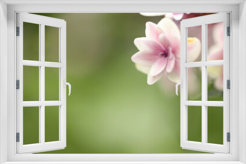 Fototapeta Naklejka Na Ścianę Okno 3D - close up of pink flower
