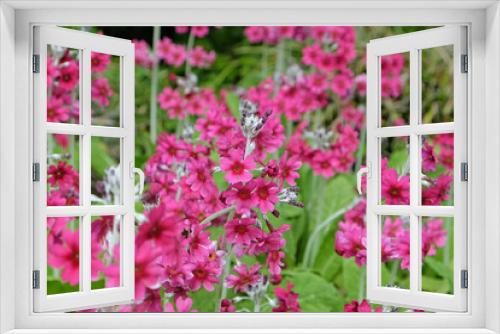 Fototapeta Naklejka Na Ścianę Okno 3D - Pink mealy primrose in flower.