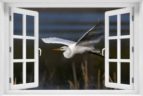Fototapeta Naklejka Na Ścianę Okno 3D - Great Egret in flight over pond with reeds in spring