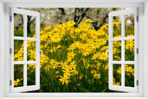 Fototapeta Naklejka Na Ścianę Okno 3D - polne żółte kwiaty kwitnące wiosną