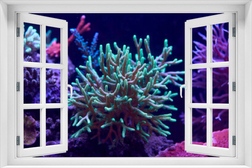 Fototapeta Naklejka Na Ścianę Okno 3D - colorful sea corals and marine animals acropora Millepora
