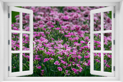 Fototapeta Naklejka Na Ścianę Okno 3D - Lots of clove pink carnation flowers blossoming with green grass in the background