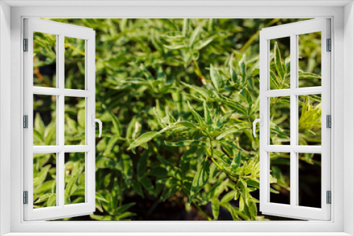 Fototapeta Naklejka Na Ścianę Okno 3D - Garden center. A plant in the home garden. Shop with trees. Ecological market. Potted trees. Plant a tree.