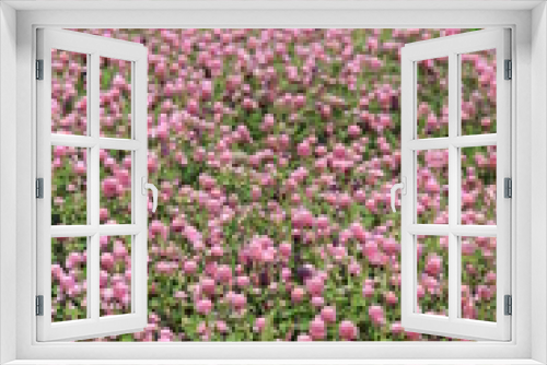 Fototapeta Naklejka Na Ścianę Okno 3D - 無数に咲いているピンク色の「センニチコウ」