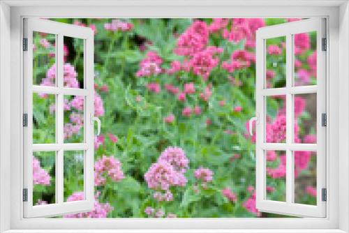 Fototapeta Naklejka Na Ścianę Okno 3D - Valerian flowering plant in English garden UK